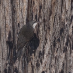 Cormobates leucophaea (White-throated Treecreeper) at Bruce Ridge to Gossan Hill - 22 Dec 2018 by AlisonMilton