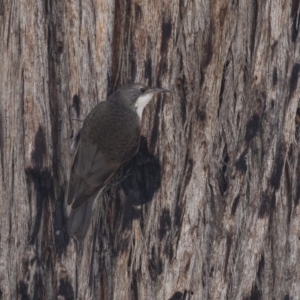 Cormobates leucophaea at Bruce, ACT - 22 Dec 2018