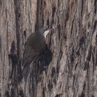 Cormobates leucophaea (White-throated Treecreeper) at Bruce, ACT - 22 Dec 2018 by Alison Milton