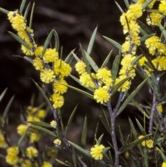 Acacia siculiformis (Dagger Wattle) at Oallen, NSW - 25 Sep 1997 by BettyDonWood