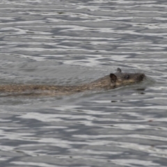 Hydromys chrysogaster (Rakali or Water Rat) at Belconnen, ACT - 22 Dec 2018 by AlisonMilton