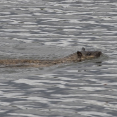 Hydromys chrysogaster (Rakali or Water Rat) at Belconnen, ACT - 22 Dec 2018 by AlisonMilton