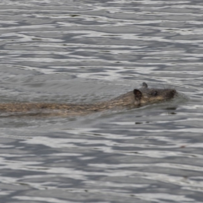 Hydromys chrysogaster (Rakali or Water Rat) at Lake Ginninderra - 22 Dec 2018 by Alison Milton