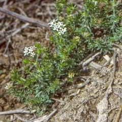 Asperula conferta (Common Woodruff) at QPRC LGA - 25 Sep 1997 by BettyDonWood