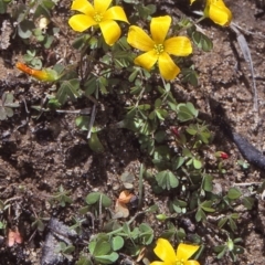 Oxalis corniculata (Yellow Wood-sorrel) at Oallen, NSW - 26 Jul 1997 by BettyDonWood