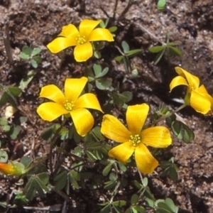 Oxalis corniculata at Oallen, NSW - 26 Jul 1997 12:00 AM