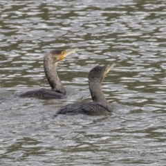 Phalacrocorax carbo (Great Cormorant) at Belconnen, ACT - 22 Dec 2018 by Alison Milton