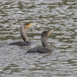 Phalacrocorax carbo at Belconnen, ACT - 22 Dec 2018 03:33 PM