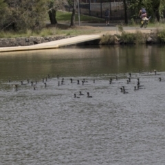 Phalacrocorax sulcirostris (Little Black Cormorant) at Belconnen, ACT - 22 Dec 2018 by AlisonMilton