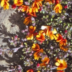 Pultenaea microphylla (Egg and Bacon Pea) at QPRC LGA - 25 Sep 1997 by BettyDonWood