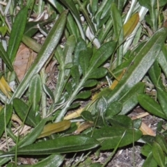 Gazania x splendens (Gazania) at Gordon, ACT - 21 May 2015 by MichaelBedingfield