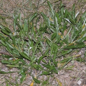 Gazania x splendens at Gordon, ACT - 21 May 2015 06:56 PM