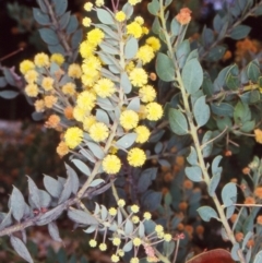 Acacia aureocrinita at Oallen, NSW - 27 Dec 1997 by BettyDonWood