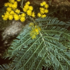 Acacia decurrens (Green Wattle) at Oallen, NSW - 26 Sep 1997 by BettyDonWood