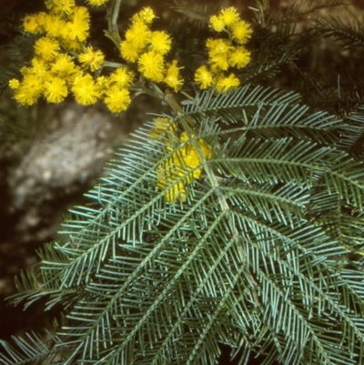 Acacia decurrens (Green Wattle) at QPRC LGA - 25 Sep 1997 by BettyDonWood
