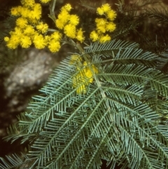 Acacia decurrens (Green Wattle) at Oallen, NSW - 25 Sep 1997 by BettyDonWood