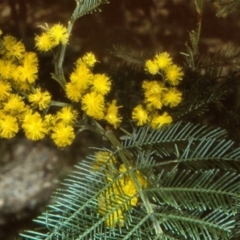 Acacia decurrens at Oallen, NSW - 26 Sep 1997