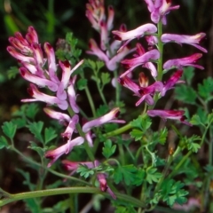 Fumaria muralis subsp. muralis (Wall Fumitory) at Hall Cemetery - 8 Oct 2004 by BettyDonWood