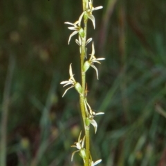 Paraprasophyllum petilum (Tarengo Leek Orchid) by BettyDonWood