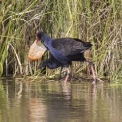 Porphyrio melanotus (Australasian Swamphen) at Lake Ginninderra - 22 Dec 2018 by AlisonMilton