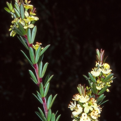 Micrantheum hexandrum (Box Micrantheum) at QPRC LGA - 29 Sep 1998 by BettyDonWood