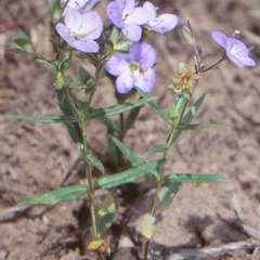 Veronica gracilis (Slender Speedwell) at QPRC LGA - 24 Nov 1998 by BettyDonWood