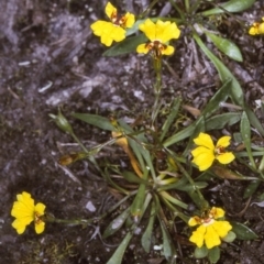 Goodenia humilis (swamp goodenia) at Wog Wog, NSW - 3 Jan 1999 by BettyDonWood
