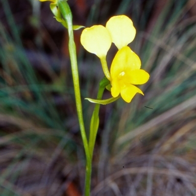 Diuris aequalis (Buttercup Doubletail) at Mulloon, NSW - 17 Nov 2001 by BettyDonWood