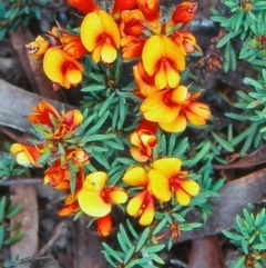 Pultenaea subspicata (Low Bush-pea) at Mulloon, NSW - 16 Nov 2001 by BettyDonWood