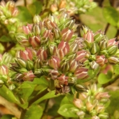 Polycarpon tetraphyllum (Four-leaf Allseed) at Weetangera, ACT - 25 Dec 2012 by BettyDonWood