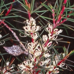 Hakea decurrens subsp. decurrens (Bushy Needlewood) at Aranda Bushland - 17 Jun 2002 by BettyDonWood