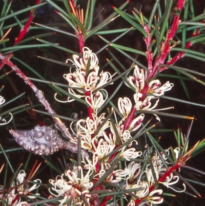 Hakea decurrens subsp. decurrens (Bushy Needlewood) at Aranda Bushland - 17 Jun 2002 by BettyDonWood