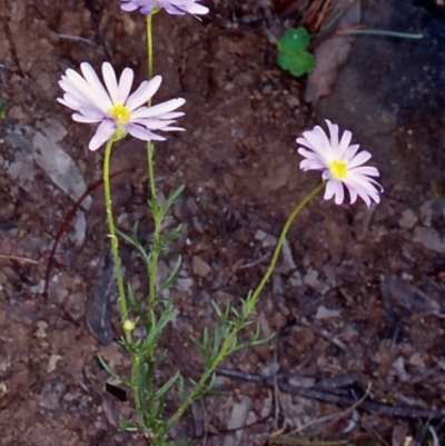 Brachyscome rigidula (Hairy Cut-leaf Daisy) at Kowen Woodland - 6 Apr 2002 by BettyDonWood