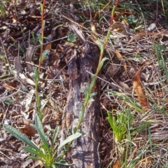 Calotis scabiosifolia var. integrifolia (Rough burr-daisy) at Kowen Woodland - 6 Apr 2002 by BettyDonWood