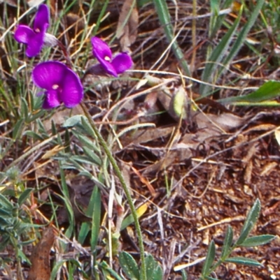 Swainsona monticola (Notched Swainson-Pea) at Red Hill to Yarralumla Creek - 28 Nov 2001 by BettyDonWood