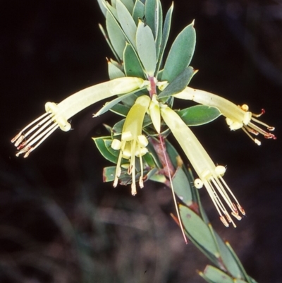 Styphelia triflora (Five-corners) at Cuumbeun Nature Reserve - 7 Apr 2002 by BettyDonWood