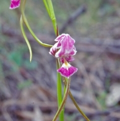 Diuris dendrobioides (Late Mauve Doubletail) at Bullen Range - 11 Nov 2001 by BettyDonWood