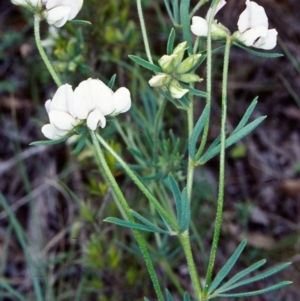 Lotus australis at Bullen Range - 12 Nov 2001