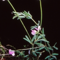 Lotus australis (Austral Trefoil) at Bullen Range - 9 Nov 2004 by BettyDonWood