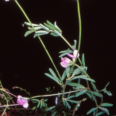 Lotus australis (Austral Trefoil) at Bullen Range - 10 Nov 2004 by BettyDonWood