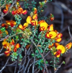 Pultenaea procumbens (Bush Pea) at Bullen Range - 12 Nov 2001 by BettyDonWood