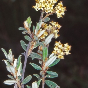 Pomaderris pallida at Bullen Range - 12 Nov 2001 12:00 AM