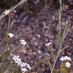 Leucopogon virgatus (Common Beard-heath) at Mongarlowe River - 6 Nov 1997 by BettyDonWood