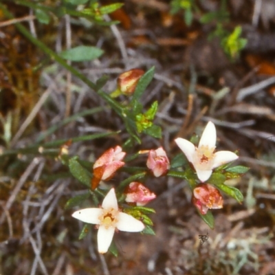 Boronia nana var. hyssopifolia at QPRC LGA - 19 Feb 2000 by BettyDonWood
