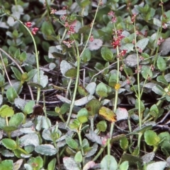 Gonocarpus montanus at Mongarlowe River - 6 Feb 1998 by BettyDonWood