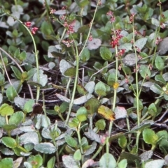 Gonocarpus montanus at Mongarlowe River - 5 Feb 1998 by BettyDonWood