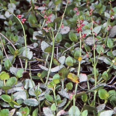 Gonocarpus montanus at Mongarlowe River - 5 Feb 1998 by BettyDonWood