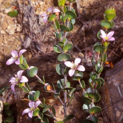 Boronia rhomboidea at Mongarlowe River - 30 Sep 2000 by BettyDonWood