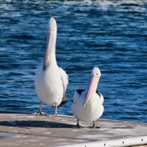 Pelecanus conspicillatus at Bermagui, NSW - 31 Jul 2018 03:38 PM