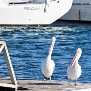 Pelecanus conspicillatus at Bermagui, NSW - 31 Jul 2018